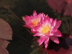-云溪植物园
