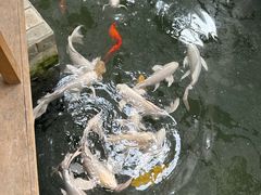 -南宫五洲植物乐园