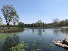 -大兴滨河森林公园