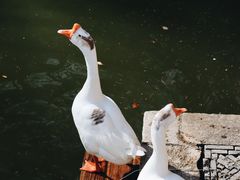 -苏州文庙(姑苏区)