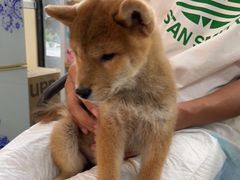 -宠颐生宠物医院外科·内科·皮肤科·影像科(石龙店)