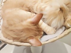 -藏猫猫咖啡主题馆(中央大道店)