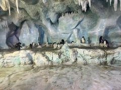 -帝企鹅自助餐厅•儿童岛•真企鹅(长隆企鹅酒店)