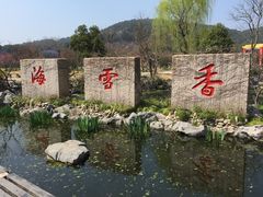 -香雪海