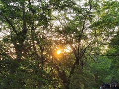 -紫金山山顶公园
