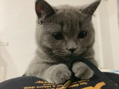 -lincat·猫舍(广州店)