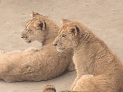 -西霞口神雕山野生动物世界