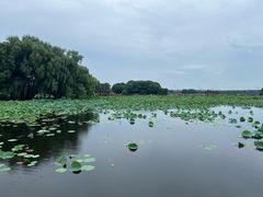 -荷塘月色湿地公园·向阳花洲