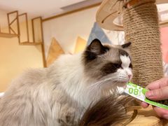 -滚猫咖啡·猫咖·猫友好撸猫(未来城店)