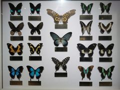 -上海昆虫博物馆