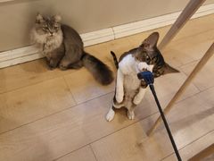 -Let's go狗咖·猫咖·奶狗·桌游(春熙路IFS店)