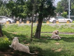 -秦皇岛野生动物园