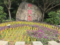 -野狸岛