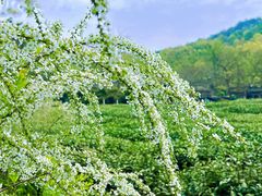 -中国茶叶博物馆(双峰馆区)