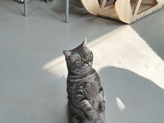 -豆逗聊愈猫阁Easy Life