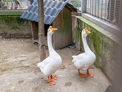 -水绘园