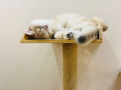 -逗柴咖啡屋·狗咖猫咖宠物桌游