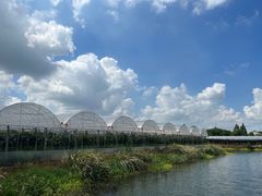 -马陆小张葡萄园农家乐