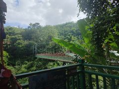 -西双版纳原始森林公园