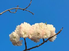 -高东镇樱花园