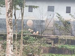 -中国大熊猫保护研究中心雅安碧峰峡基地