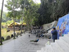 -西双版纳原始森林公园