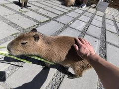 -鹿境梅花鹿生态园区
