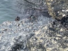 -放鸡岛生态旅游国际度假区