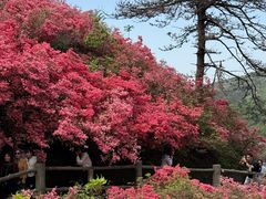 -木兰云雾山
