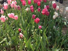 -洛阳郁金香牡丹园