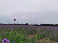 -曲江薰衣草庄园