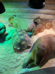 -Zoolung Zoolung动物主题公园(海信广场店)