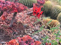 -墨尔本皇家植物园