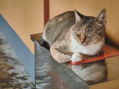 -龙华素斋(龙华路店)