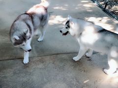 -TrueLove @ Neverland (Husky Cafe)