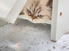 -喵园·猫主题咖啡厅·撸猫·猫咖(国贸店)