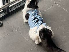 -汪喵宠物医院·骨科心脏影像·犬猫急重症ICU诊疗中心(成华分院)