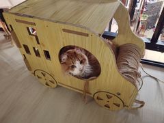 -豆逗聊愈猫阁Easy Life