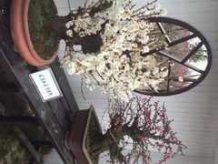 iphone_upload_pic-香雪海
