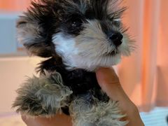 -翊宠yipet猫狗购宠庄园犬舍•猫舍