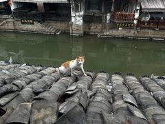 -西塘人家•黑金冠本地好店