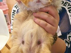 -藦茜花园宠物主题亲子互动体验馆(国顺东路店)
