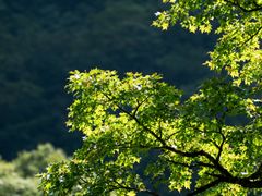 -青峰峡国家森林公园