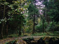 -天目山大树王景区