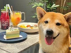 -美联众合动物医院·24h转诊中心
