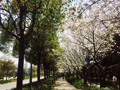-新江湾城公园