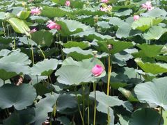 -长春市南湖公园