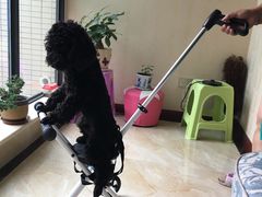 -荣耀金沙动物医院(清江西路店)