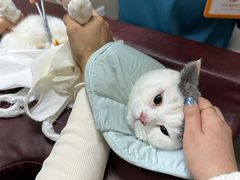 -创凡宠物医院·骨专科  猫科中心(西乡分院)