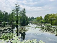 -池杉湖湿地公园